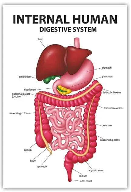 digestive system complete course