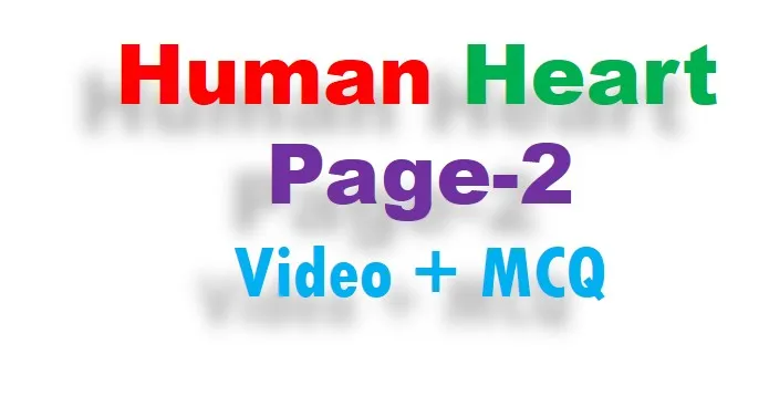 heart in human body
