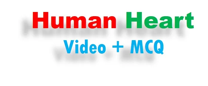human heart